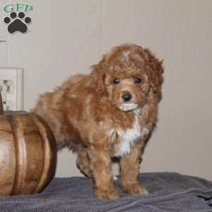 Miss Squash, Bich-Poo Puppy